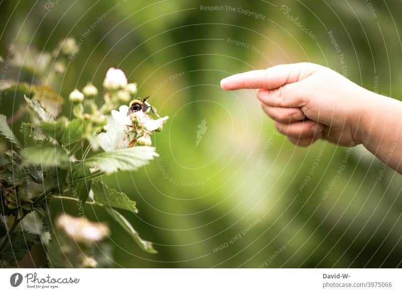 Kind erkundet dir Natur erkunden Insekten Hummel Zeigefinger Pflanzen Frühling Hand neugierig Freude Kindheit Sommer Garten