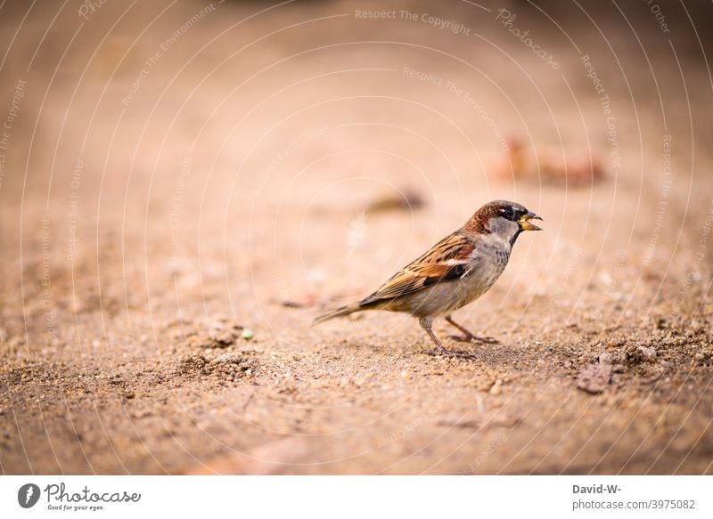 Spatz / Vogel am zwitschern Tier Haussperling braun niedlich klein Natur Singvogel