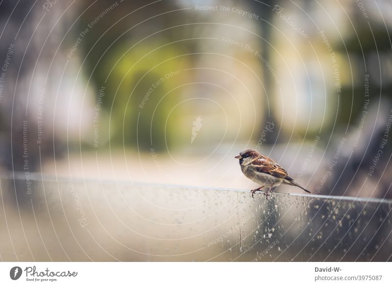 Spatz / Haussperling bei Regenwetter Vogel niedlich Wetter schlechtes Wetter hocken