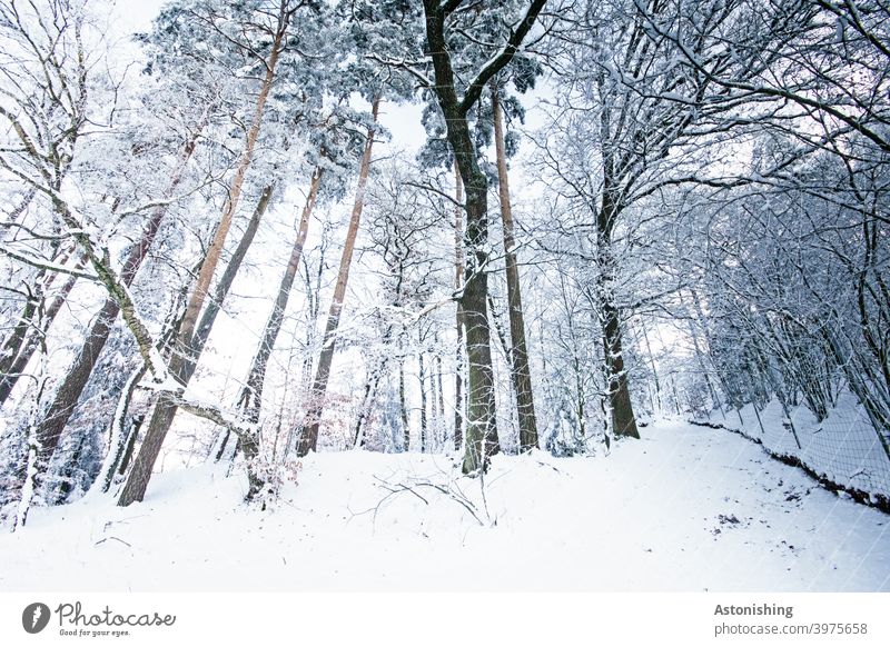 Winterwald Wald Schnee Bäume Weitwinkel Wetter Schneefall Nadelbaum Weg Pfad Landschaft Natur weiß Baumstamm Stämme hoch groß Ast Äste Außenaufnahme kalt