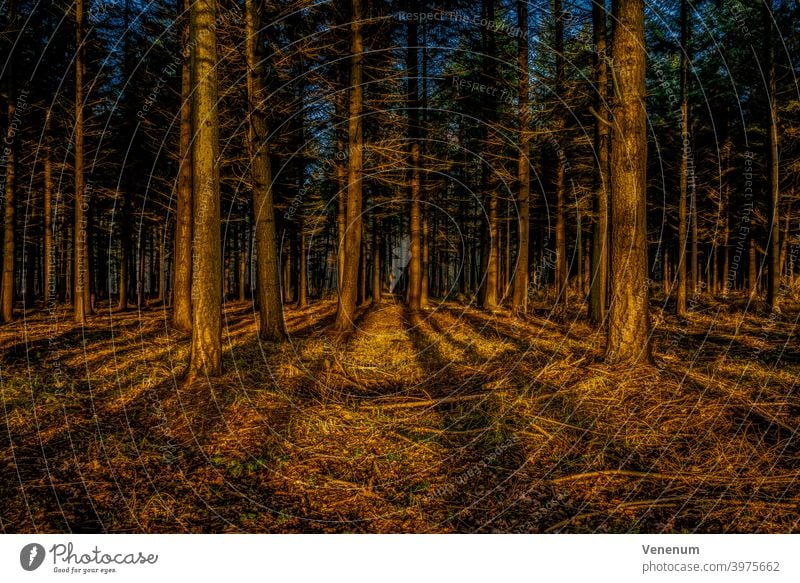 Blick in einen Wald am frühen Morgen kurz nach Sonnenaufgang im Winter Wälder Baum Bäume Waldboden Bodenanlagen Unkraut Bodenbewuchs Kofferraum Rüssel