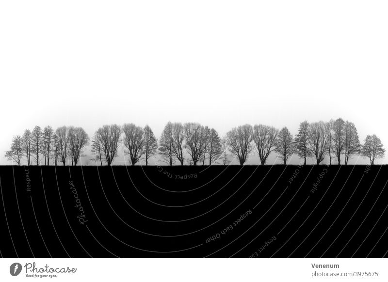 Früher Morgennebel, Bäume im Nebel ... Herbst Tag nass kalt Wetter neblig soupy nebulös Brume dichter Nebel Deutschland Baum Natur Landschaft schwarz weiß