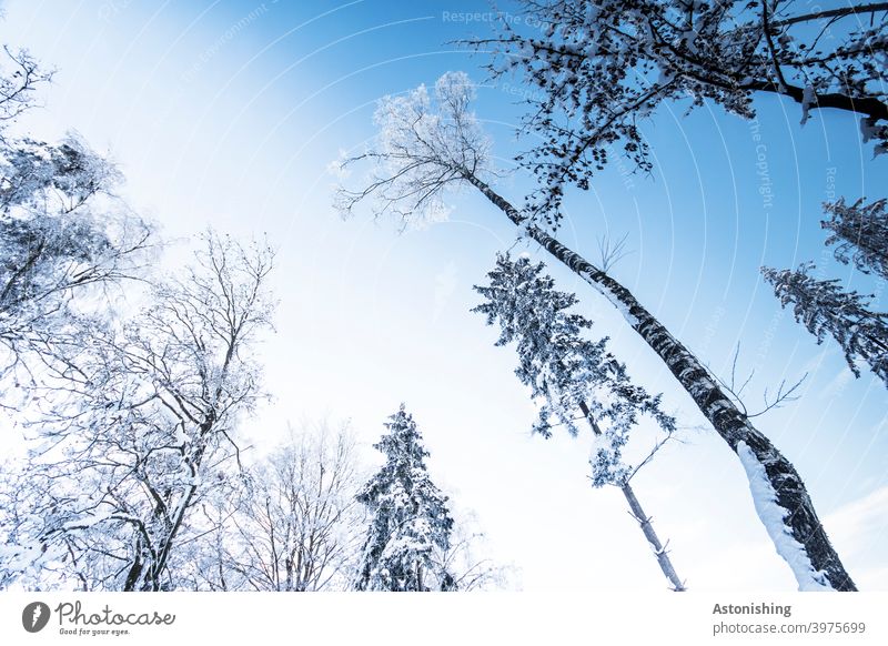 Bäume im Winter Wald Schnee oben Baumkrone Baumstamm Rinde hinauf weiß Himmel Landschaft Natur Umwelt Winterwald Wetter Zweige Äste hoch groß blau Schneefall