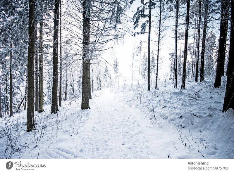 Weg durch den Winterwald Schnee weiß Bäume Wald Baum Baumstamm Rinde Spuren Pfad Jahreszeit Mischwald Natur Landschaft Himmel Reise Wanderung Horizont