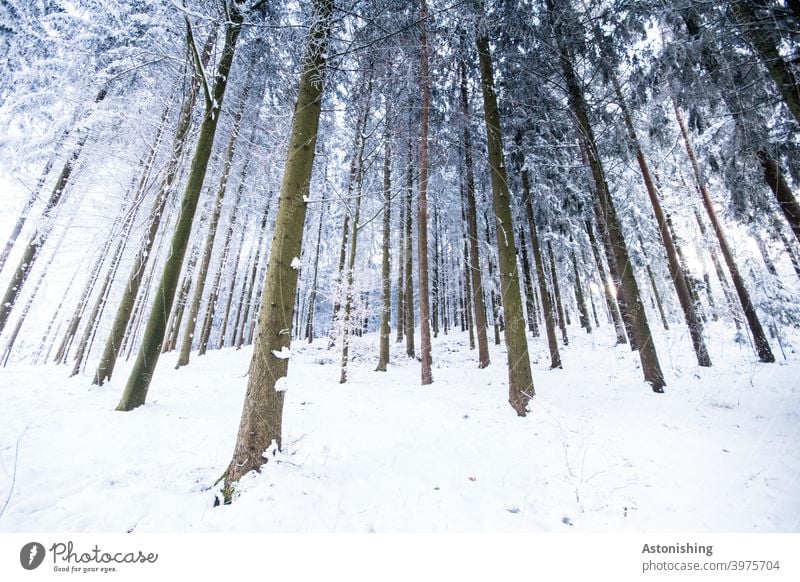 Winter-Nadelwald Wald Winterwald Schnee Baumstämme Weitwinkel Rinde Linien Winterlandschaft Nadelbaum Bäume weiß braun viele dünn Natur Landschaft Umwelt kalt