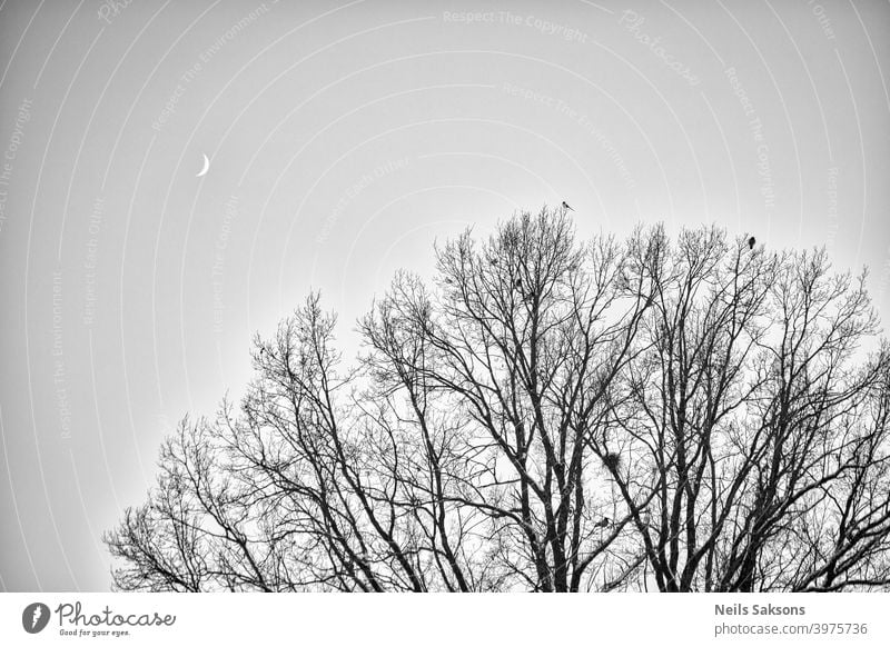 Krähen und Elster auf der Spitze sitzen auf großen Eiche `s Zweige. Vögel sitzen auf einem blattlosen Zweig gegen den abendlichen blauen Himmel mit dem Mond. Silhouette von trockenen Baumzweigen mit Vögeln und dem Mond. Wintersaison, Nachtlandschaft, Tapete, Kopierraum