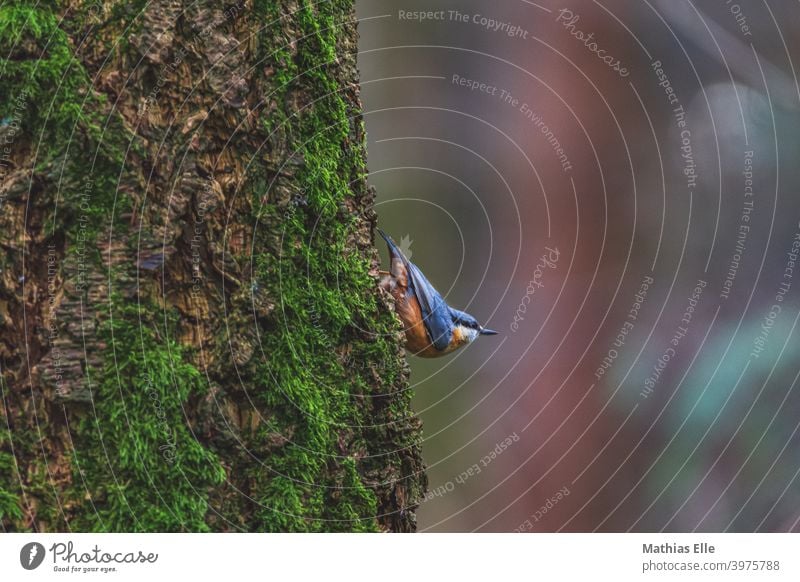 Kleiber Vogel am Baum Tier Außenaufnahme Schnabel Tiergesicht schwarz Menschenleer natürlich gelb weiß Blick nach vorn 1 Sitta europaea balancieren klettern