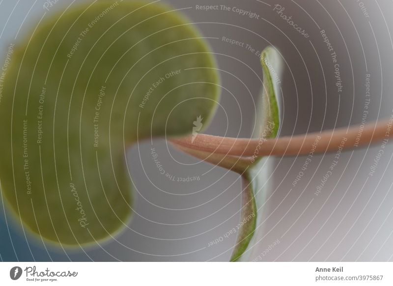 Zwei Blätter einer Hängepflanze. Makroaufnahme Nahaufnahme Pflanze grün Blatt Detailaufnahme Farbfoto Natur Grünpflanze Menschenleer Tag Schwache Tiefenschärfe