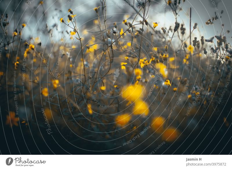 Feld und Wiese 2 geblümt Außenaufnahme Nahaufnahme natürlich Farbfoto Blüte Blume Blumen Gelb Natur Pflanze