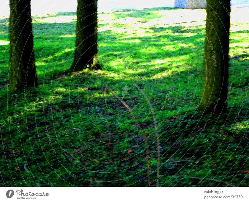 Naturteppich grün Gras saftig Baum Baumstamm verwurzelt Erde Unschärfe Licht Leben Bodenbelag Gen 1 10f Schatten impressionistisch