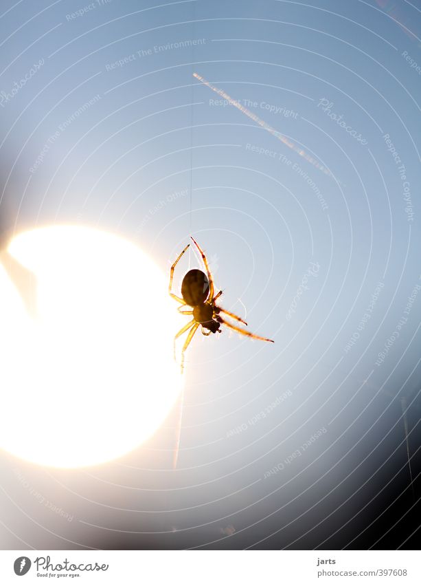 spinne am abend erquickend und labend Sonne Sonnenaufgang Sonnenuntergang Tier Wildtier 1 Natur beobachten aufhängen Spinnennetz Farbfoto Außenaufnahme