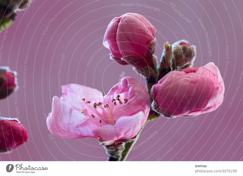 Geöffnete zarte Blüte am Zweig eines Aprikosenbäumchens mit Knospen vor rosa Hintergrund Aprikosenblüte Aprikosenbaum Frühling Obstblüte Ast Frühlingsgefühle