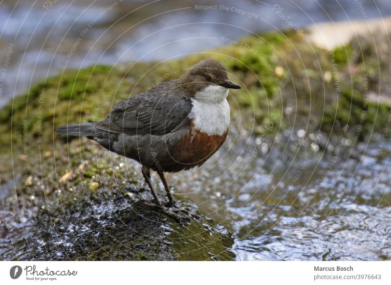 Wasseramsel, Cinclus cinclus, Weißkehlchenamsel Bach Europäische Wasseramsel Insekten Moos Vögel Weißkehl-Wasseramsel Vogel Eintagsfliegen Abblendschalter