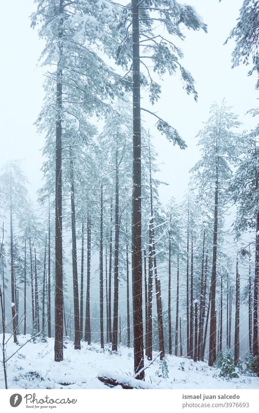 Schnee auf den Kiefern im Wald in Bilbao, Spanien Bäume Schneefall Winter Winterzeit kalt kalte Tage weiß Frost frostig gefroren Eis verschneite Schneeflocke