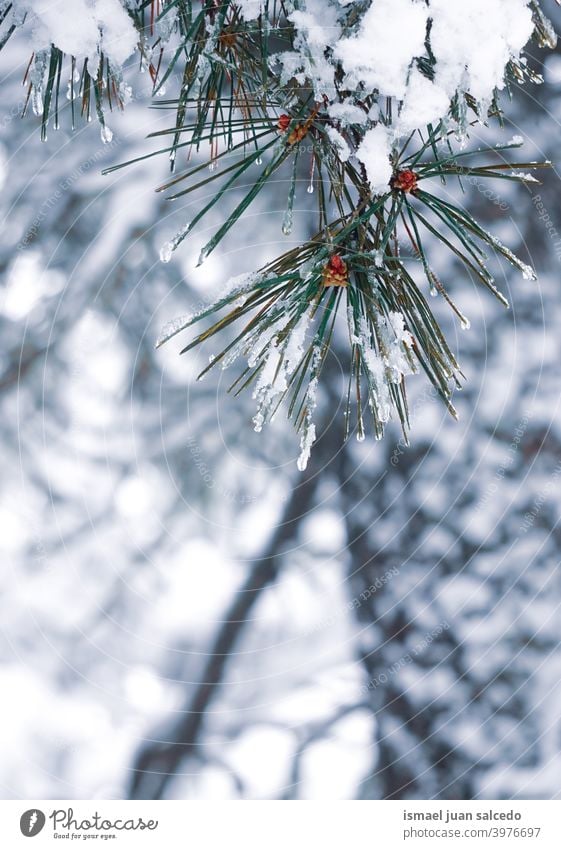 Schnee auf der Kiefer Blätter im Winter Saison Schneefall Winterzeit kalt kalte Tage weiß Frost frostig gefroren Eis verschneite Schneeflocke Wetter Wald