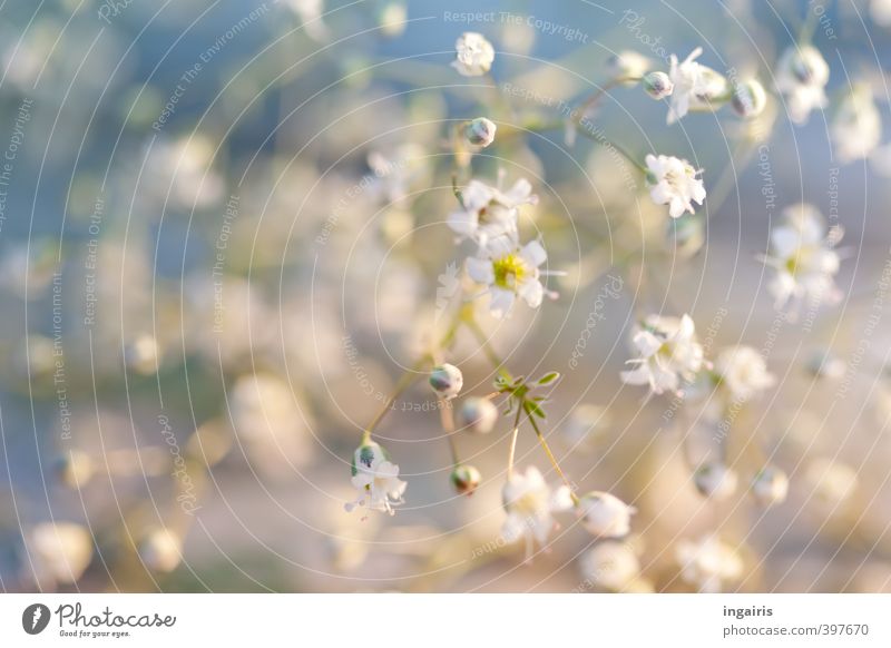 Zarter Blütenschleier Gartenarbeit Blume Pflanze Schleierkraut Gipskraut Blühend Duft klein schön blau gelb weiß Stimmung Leben Natur zart fein zerbrechlich