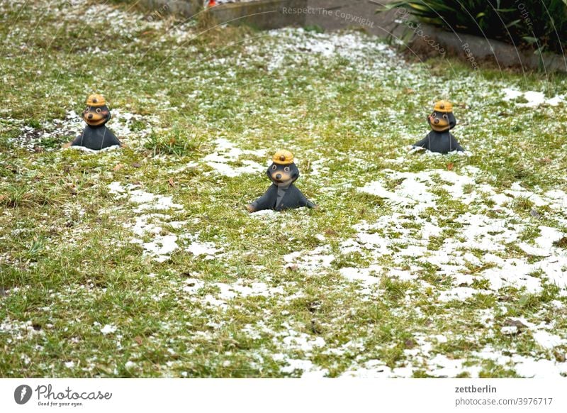 Drei Maulwürfe nach dem Winter erholung ferien garten gras kalt kleingarten kleingartenkolonie menschenleer natur neuschnee pflanze rasen ruhe schrebergarten