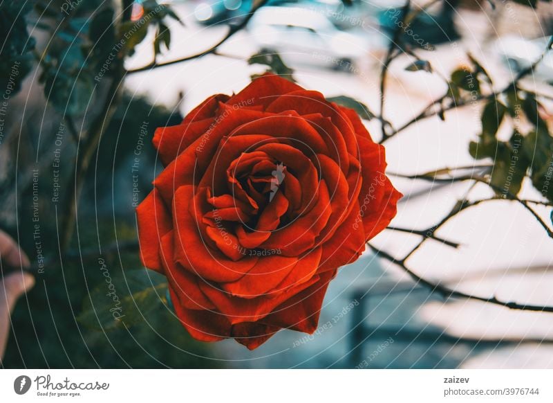 Makro einer geöffneten roten Rose Roséwein Blume Blüte blühte geblümt gedeihen ornamental Gärten Schnittblumen wirtschaftlich Duftwasser essbar Vitamin