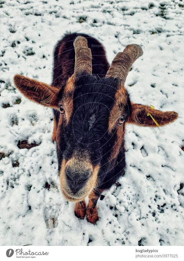 Ziege lässt grüßen Ziegen Tier Nutztier Nutztiere Nutztierhaltung Nutztierrasse Tierhaltung Weide Neugier neugierig Zicke braun schwarz Fell Landwirtschaft