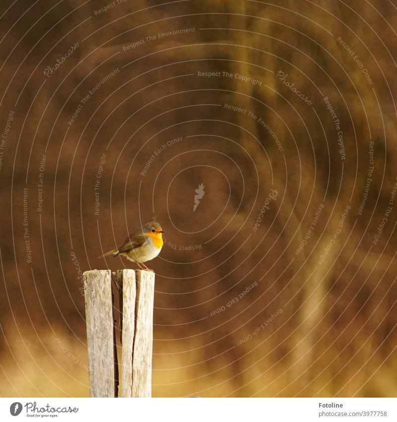 Ein kleines süßes Rotkehlchen sitzt aufgeplustert auf einem Pfeiler im tristen schneelosen Winter. Vogel Tier Außenaufnahme Natur Farbfoto 1 Menschenleer Tag