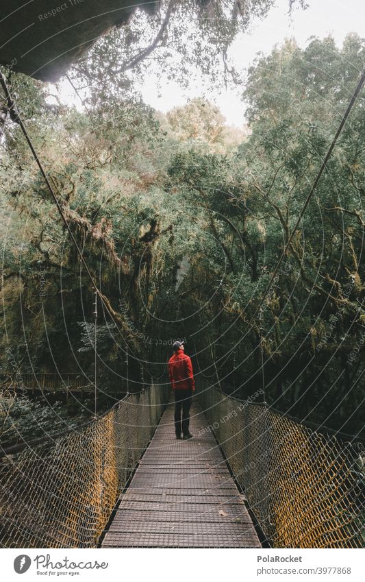 #AS# Hängebrücke für Abenteurer II Holz Urwald Urwaldriesen Farn Gräser Moos Abenteuer Natur Außenaufnahme Pflanze Neuseeland Farne Wege & Pfade abenteuerlust