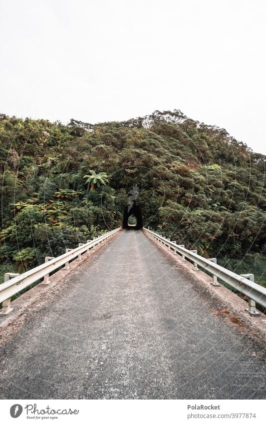 #AS# Dschungeltunnel Tunnel Straße Leitplanke Abenteuer Höhle Farn Neuseeland Außenaufnahme dunkel Pflanze Landschaft Menschenleer Depression Ausweg Ziel einweg