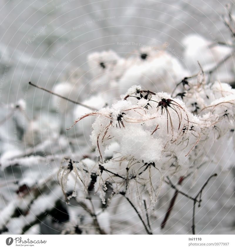 Samen der gemeinen Waldrebe im Schnee Clematis vitalba Wildpflanze Winter trübes Wetter grau Schneekristalle Natur menschenleer Winterwetter Winterzauber