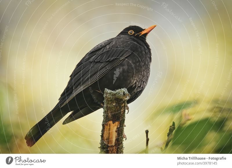 Amsel in der Abendsonne Turdus merula Tierporträt Tiergesicht Kopf Schnabel Auge Feder Flügel Vogel Wildtier Natur Baum Sonnenlicht Nahaufnahme gefiedert