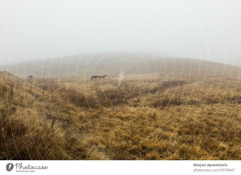 Pferde auf einer nebligen Wiese Tier Tiere Herbst schön Schönheit schwarz braun Windstille Landschaft Morgendämmerung heimisch Bauernhof Ackerland Feld Nebel