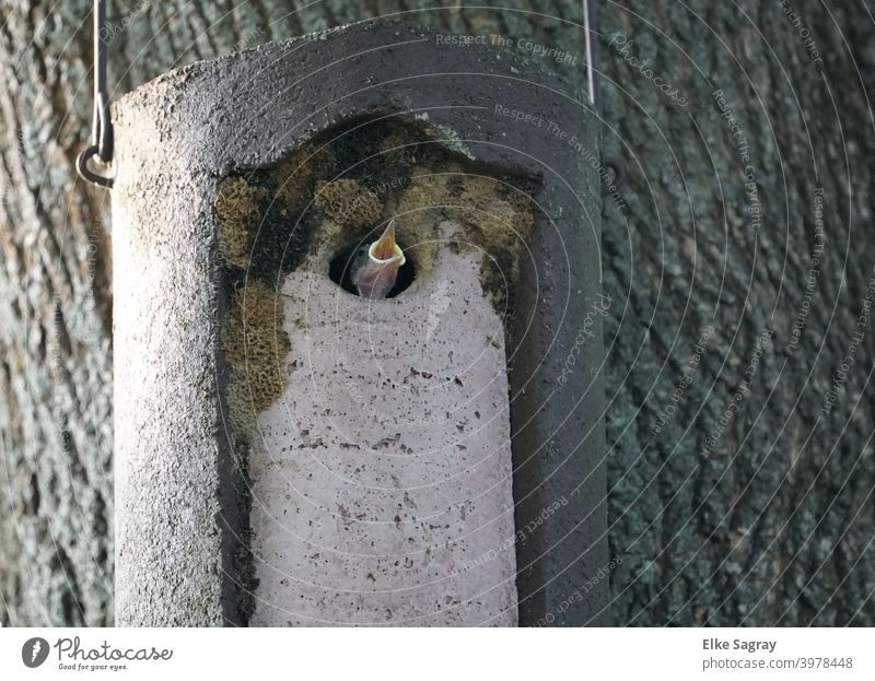 Kleiber -Nachwuchs schreit nach seiner Mutter... Vogel Tier Außenaufnahme Menschenleer Farbfoto Wildtier offener Schnabel jungvogel