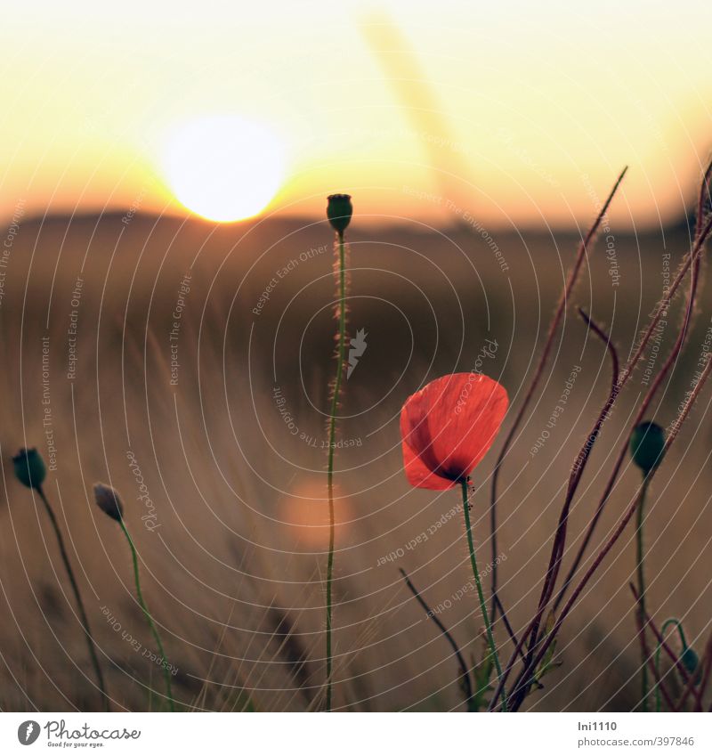 Sommerabend Umwelt Natur Landschaft Pflanze Himmel Horizont Sonnenaufgang Sonnenuntergang Sonnenlicht Schönes Wetter Wärme Blume Mohnblüte Feld beobachten