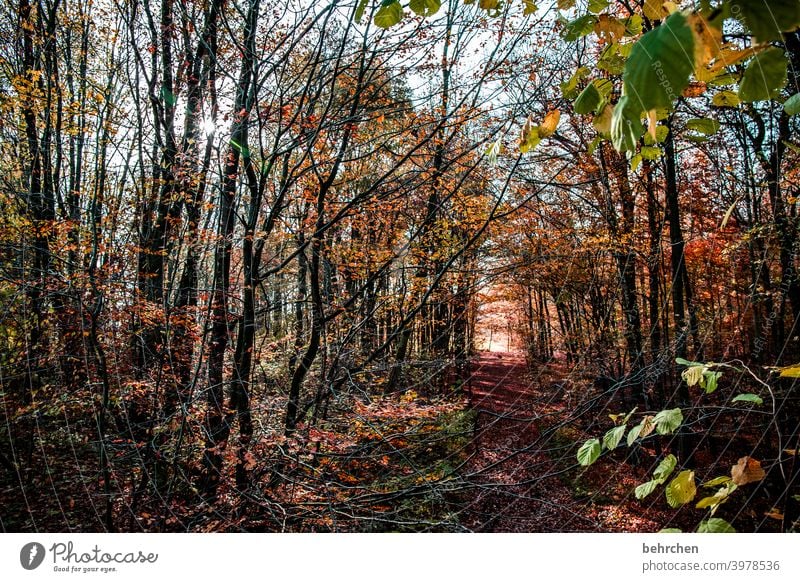 herbstlicht Wege & Pfade Wald Blatt Umwelt Natur Baum fallende Blätter Pflanze Landschaft Herbstlaub Farbfoto Außenaufnahme Schönes Wetter Jahreszeiten