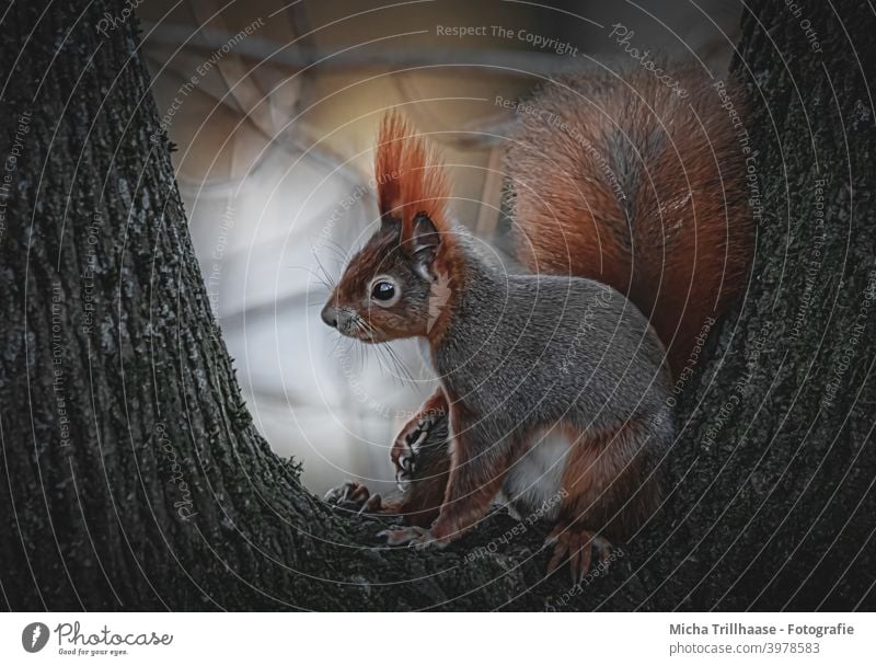 Eichhörnchen in der Abendsonne Sciurus vulgaris Kopf Tiergesicht Auge Nase Ohr Maul Krallen Schwanz Fell Wildtier Nagetiere Natur Baum Schönes Wetter