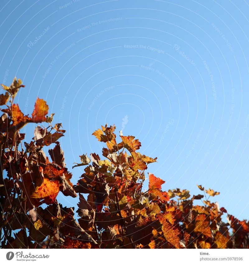 fallende Linie, steigende Laune Wein Planze Nutzpflanze himmel diagonal sonnig schattig hell herbst alkohol früchte rebstock freundlich winzerei natur