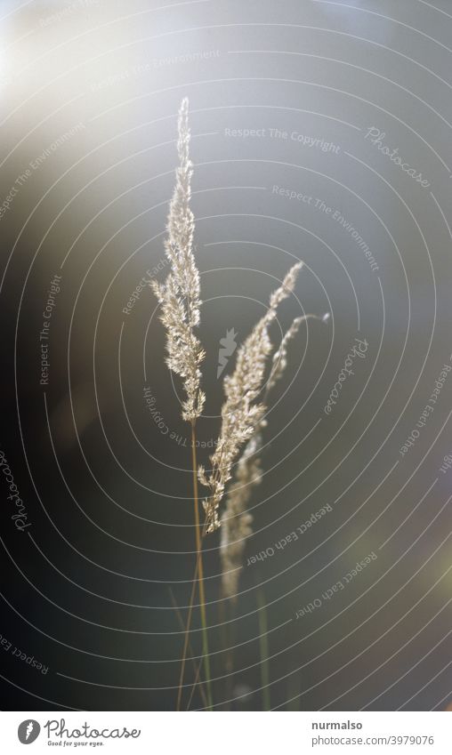 Beruhigend Gras halm grashalm Natur Biografie zart fein natürlich Wiese feldrand waldesrand weich puschelig gegenlicht Zärtlich paar Sonne Sonnenstrahlen analog