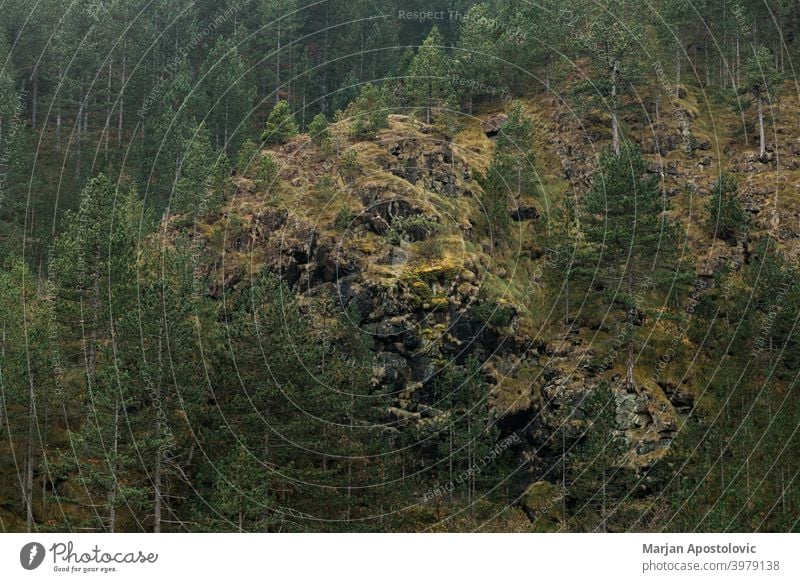 Blick auf den Wald an der Bergseite Abenteuer alpin Herbst Hintergrund schön kalt Morgendämmerung Umwelt Europa Immergrün erkunden Forstwirtschaft Grün wandern