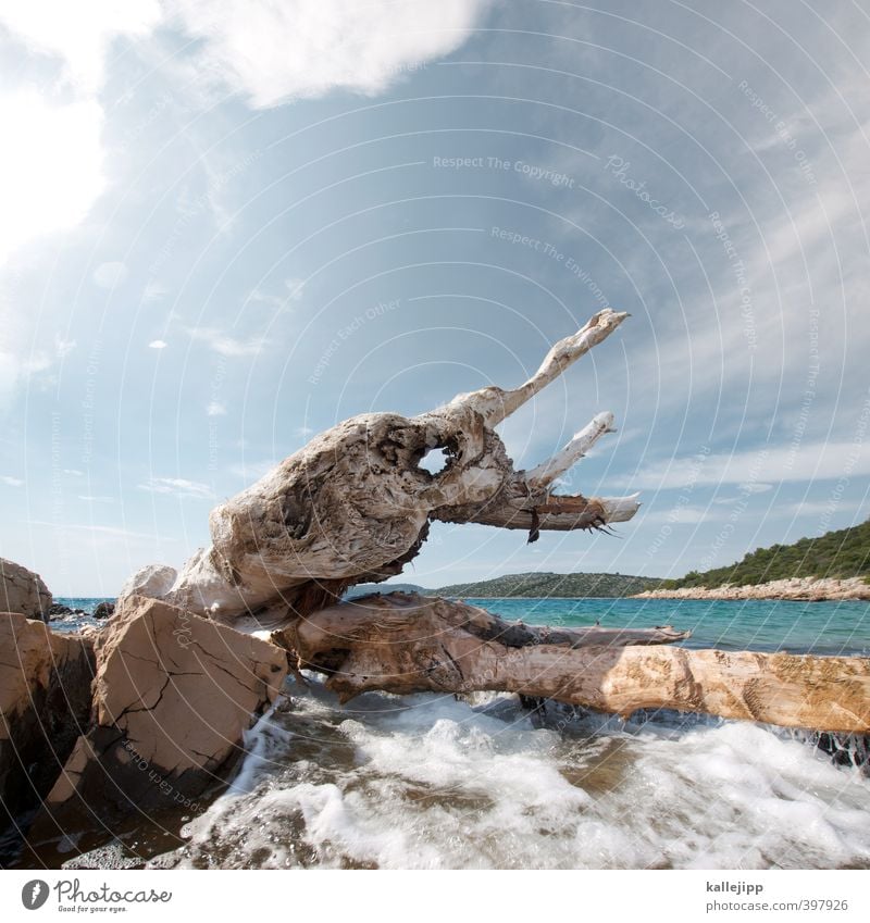 croatia, you are so horny! Freizeit & Hobby Umwelt Natur Landschaft Wasser Wolken Horizont Sonne Sonnenlicht Sommer Pflanze Baum Hügel Wellen Küste Bucht Meer