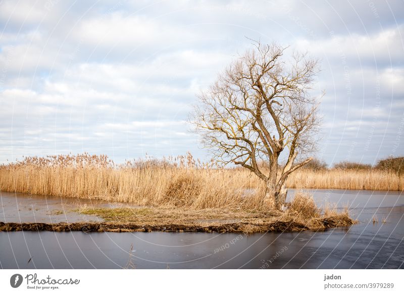 eislandschaft. Baum Winter Eis Hochwasser Schilf kalt Frost Natur Landschaft Außenaufnahme Menschenleer Umwelt Textfreiraum oben Pflanze Himmel Tag