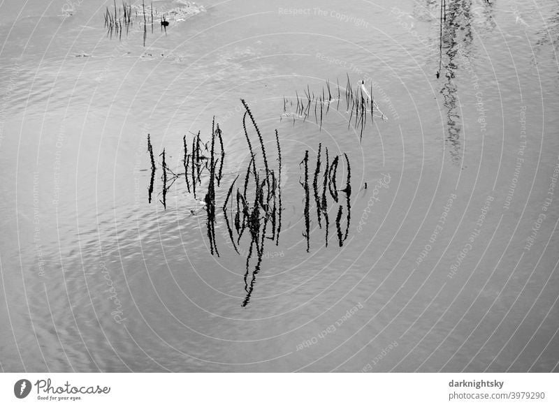 Pflanzen und Gräser in einer Fläche aus Wasser mit leichten Wellen Natur Gras Hochwasser Umwelt Fluss Außenaufnahme Landschaft Überschwemmung Menschenleer