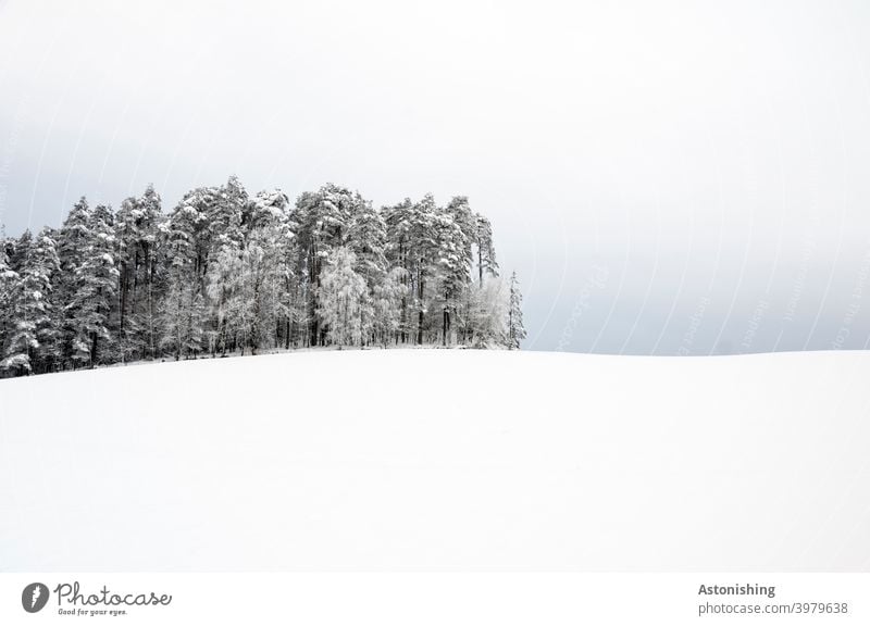 halber Winterwald am Horizont Schnee Hügel Mühlviertel Wald Wiese weiß Nadelwald Nadelbäume Schneefall Himmel Wolken Natur Landschaft Linie Winterlandschaft