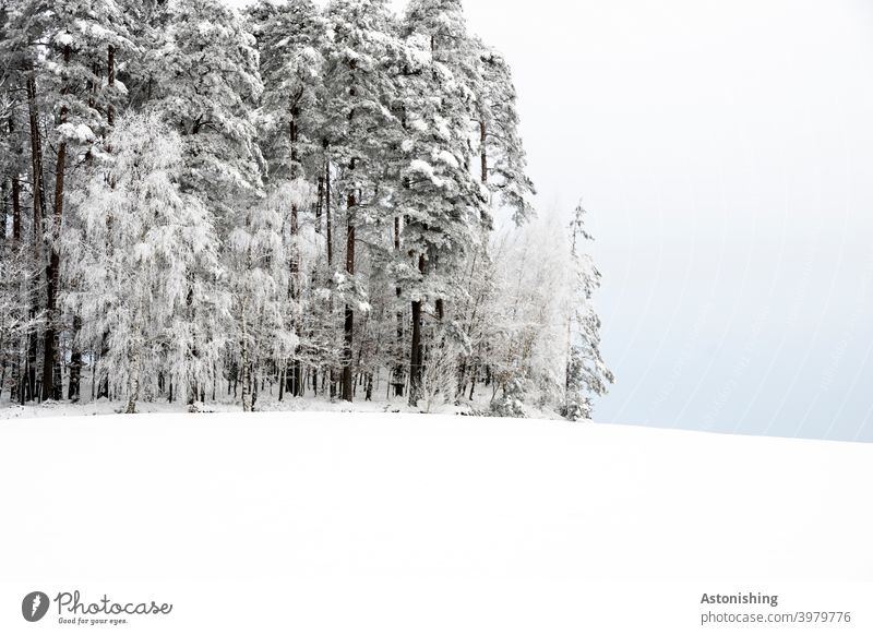 Waldrand auf einem Hügel im Winter Winterwald Schnee Mühlviertel Wiese weiß Horizont Nadelwald Nadelbäume Schneefall Himmel Wolken Natur Landschaft Linie