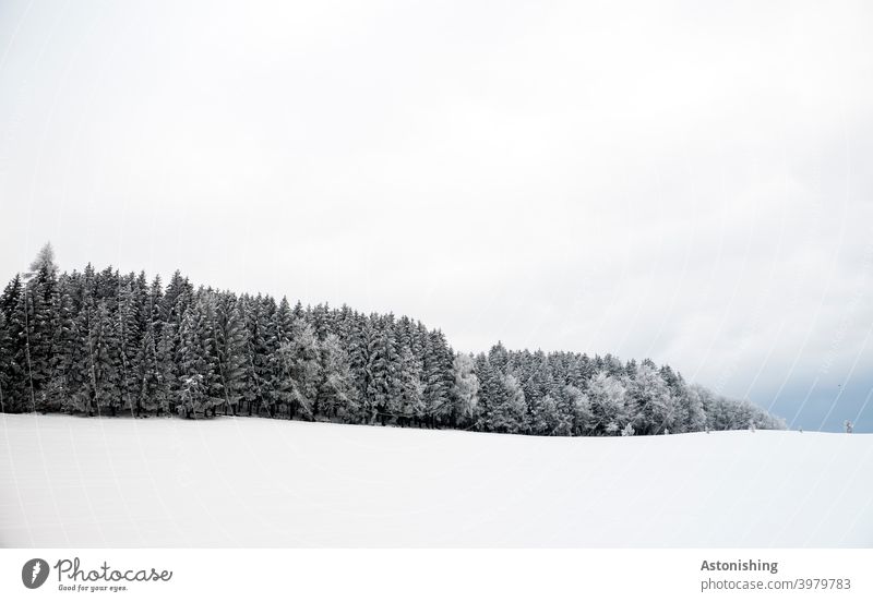 Winterwald am Horizont Schnee Hügel Mühlviertel Wald Wiese weiß Nadelwald Nadelbäume Schneefall Himmel Wolken Natur Landschaft Linie Winterlandschaft kalt Kälte