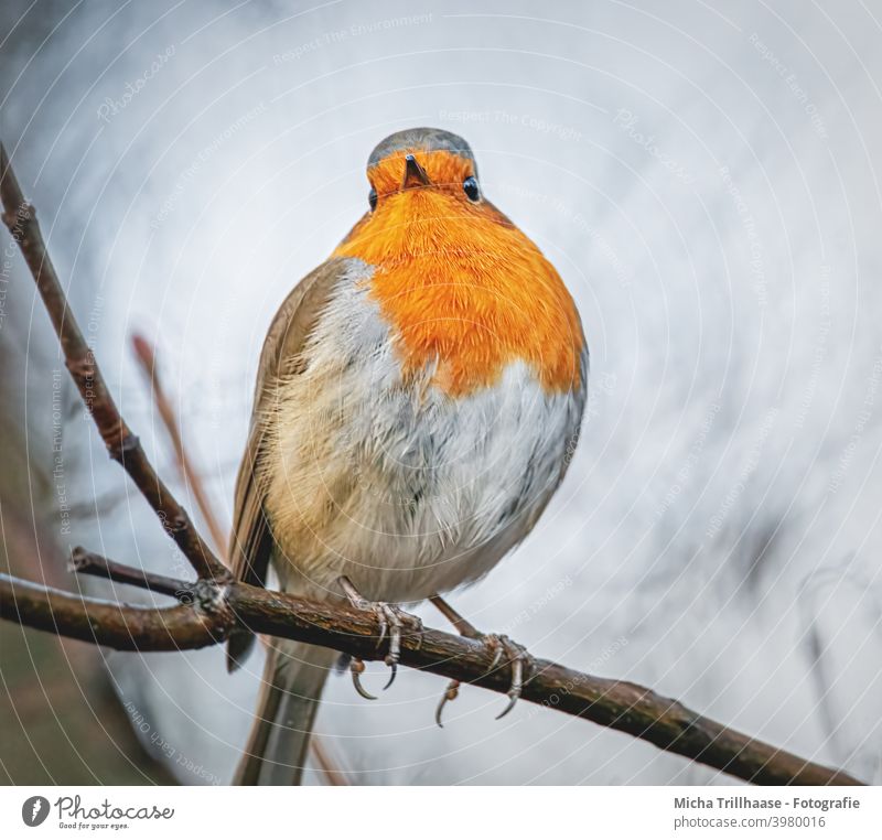 Rotkehlchen Porträt Erithacus rubecula Tiergesicht Kopf Auge Schnabel Federn Gefieder Beine Krallen Flügel Zweige u. Äste Vogel Wildvogel Wildtier Natur