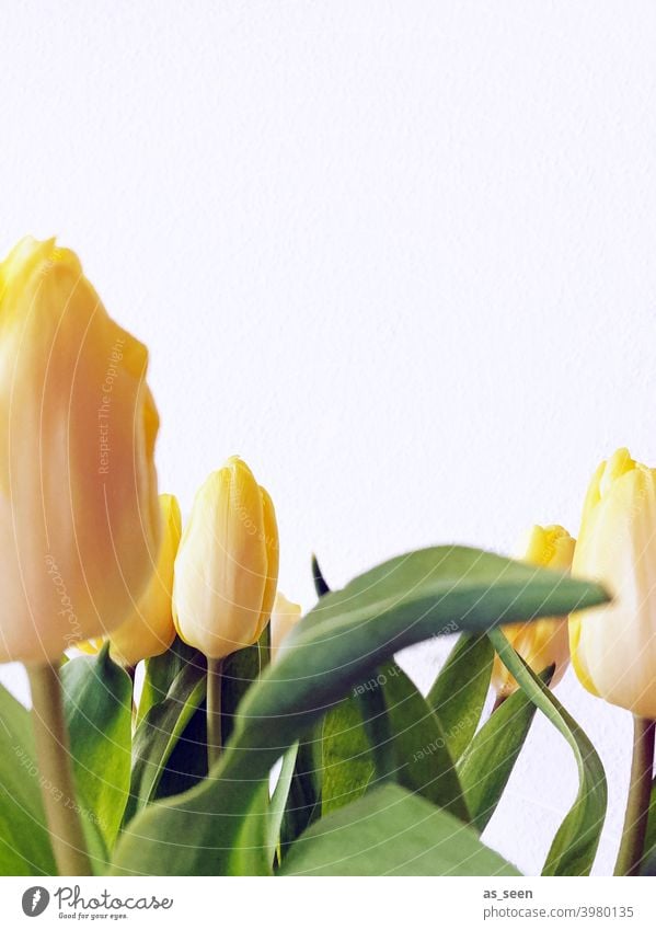 Gelbe Tulpen gelb Frühling Blätter Blüten Blume grün Pflanze Natur Blumenstrauß schön Farbfoto Nahaufnahme Dekoration & Verzierung Blühend Textfreiraum oben