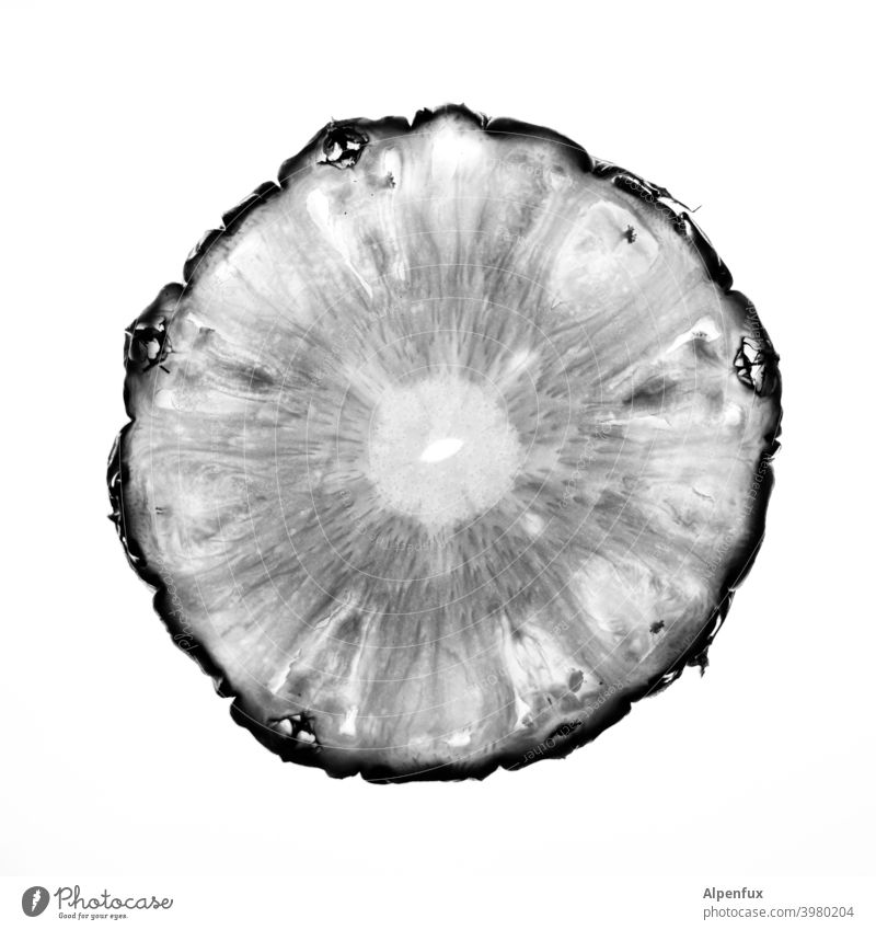 Ananas Ananasscheibe Frucht Scheibe Gesundheit Lebensmittel Ernährung süß frisch Vitamin saftig Schwarzweißfoto Nahaufnahme Vegetarische Ernährung organisch