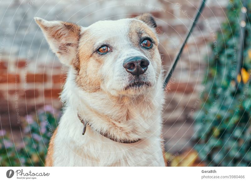 Mischling wartenden Hund auf dem Hintergrund der Backsteinmauer gebunden Erwachsener allein Tiere beigefügt Aufmerksamkeit Backsteinwand braun Kragen cur Tag