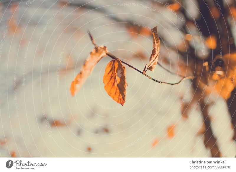 Die letzten orange Herbstblätter am Baum werden von der Sonne angeleuchtet Blätter Herbstfärbung bunte Blätter Herbstlaub filigran Zweige u. Äste