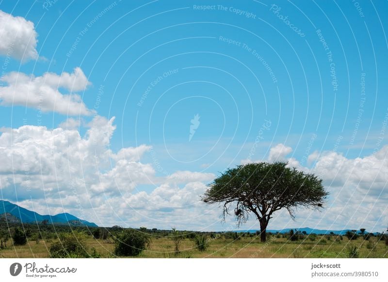 Wer auf den Baum klettern will, fängt unten an, nicht oben Landschaft Afrika Natur tropisch Wildnis Idylle Savanne Kenia exotisch Gras Himmel Wolken Grasland