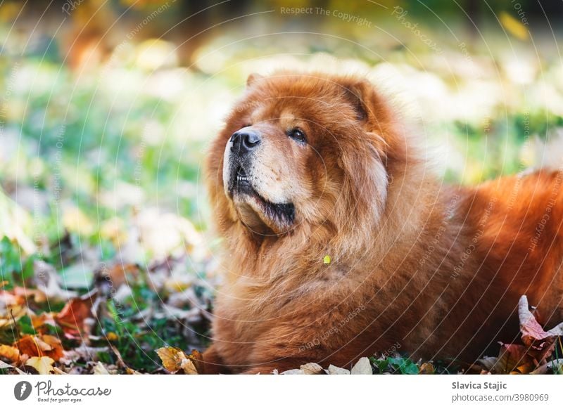 Porträt eines schönen Chow Chow-Rüden, der unter Herbstblättern an einem sonnigen Tag liegt Tier züchten braun Eckzahn China Chinesische Rasse Futter Chow-Chow