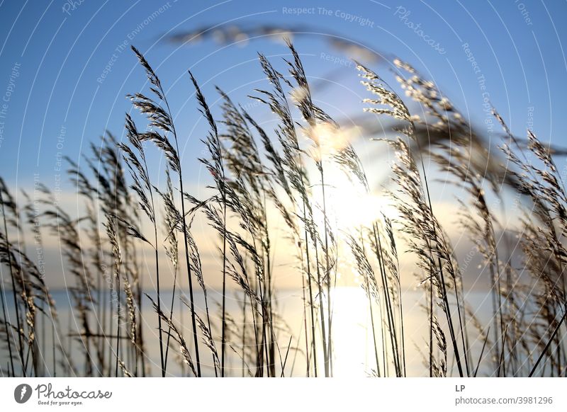 Schilf am Ufer des Wassers in der Sonne Zentralperspektive Bewegungsunschärfe Sonnenuntergang Sonnenaufgang Sonnenstrahlen Sonnenlicht Kontrast Menschenleer